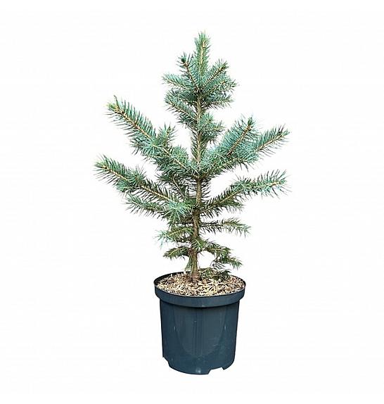 Picea pungens Super Blue C2,5 Lit. 25-30 cm