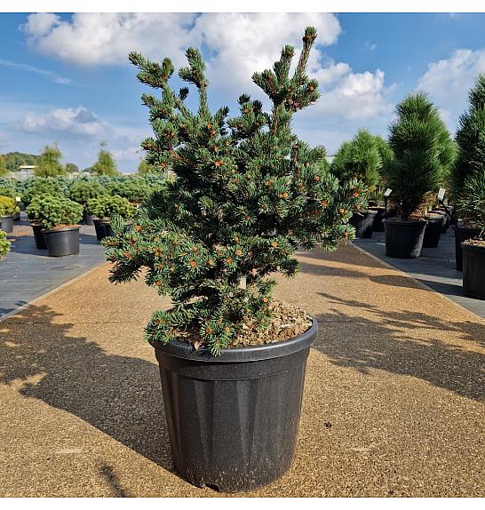 Picea pungens Luckey Strike C20 Lit. 50-60 cm