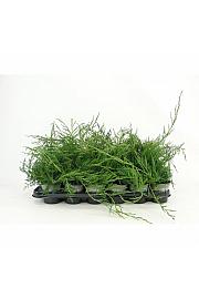 Picea omorika Ø9