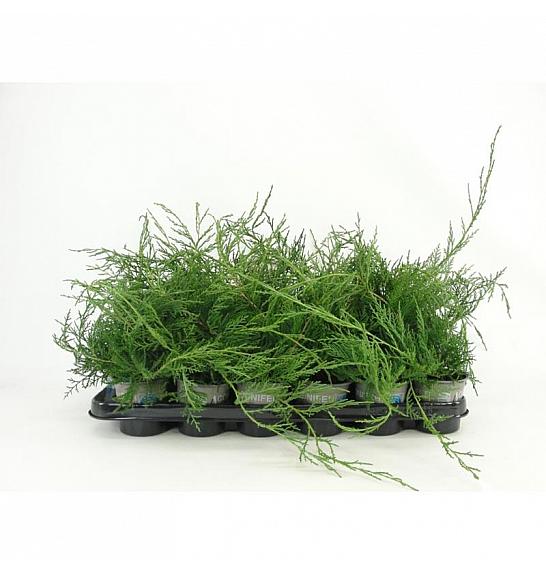 Picea omorika Ø9