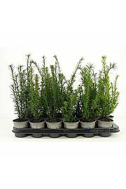 Picea omorika Karel Ø9