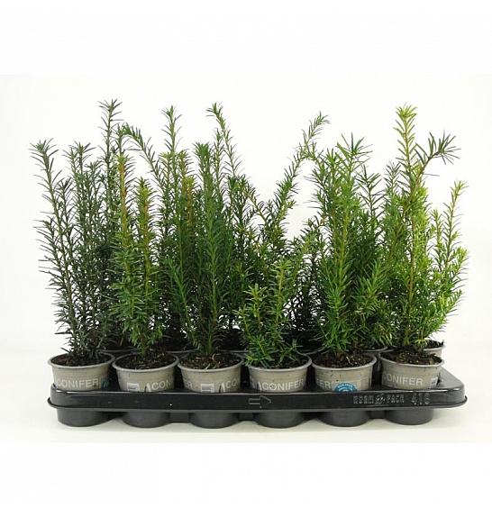 Picea omorika Karel Ø9