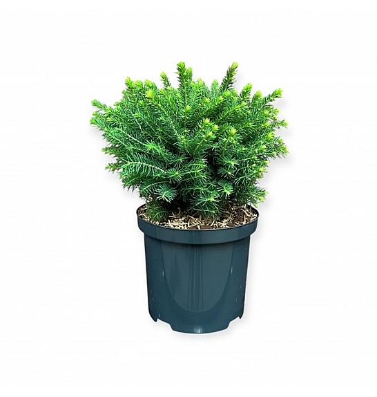 Picea omorika Karel C2,5 Lit. 20-25 cm