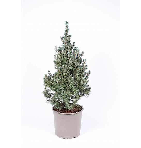Picea glauca Sanders Blue C5 Lit. 40-60 cm