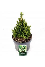 Picea glauca Rainbows End C5 Lit. 30-40 cm