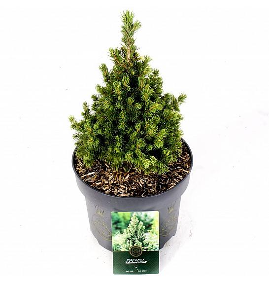 Picea glauca Rainbows End C5 Lit. 30-40 cm