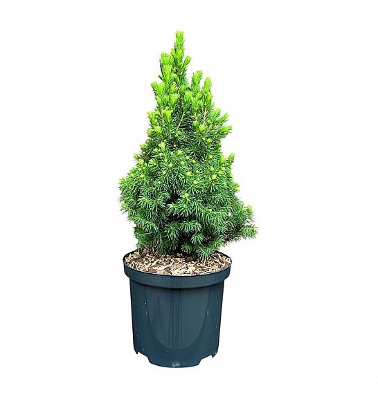 Picea glauca Rainbows End C2,5 Lit. 25-30 cm