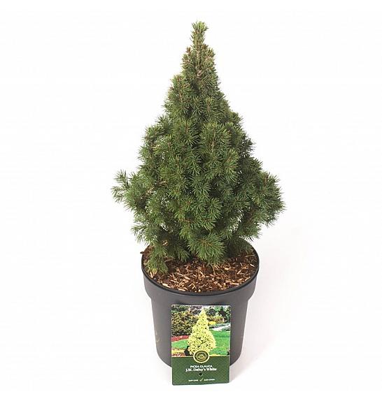 Picea glauca J. W. Daisys White C2,5 Lit. 20-25 cm
