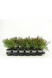 Picea glauca Daisy's White Ø9