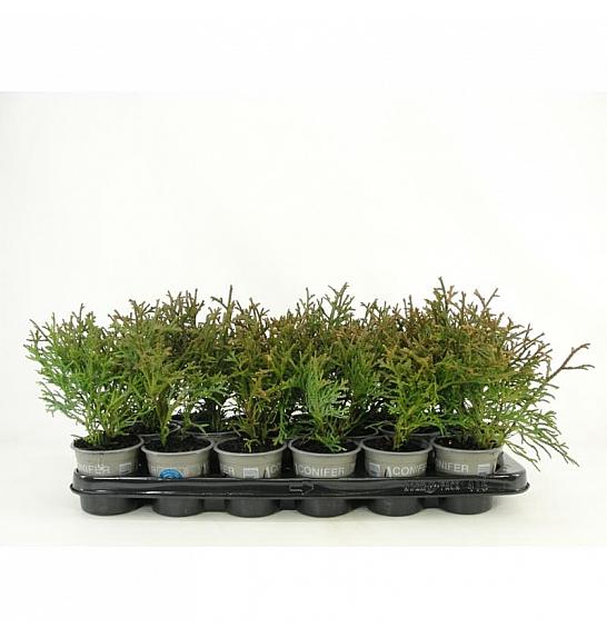Picea glauca Daisy's White Ø9