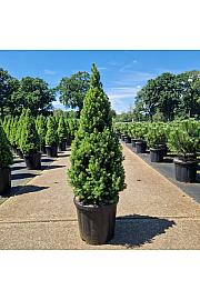 Picea glauca conica Perfecta C18 Lit. 90-100 cm