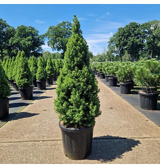 Picea glauca conica Perfecta C18 Lit. 90-100 cm