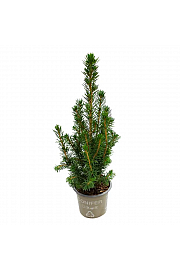 Picea glauca Conica Ø9