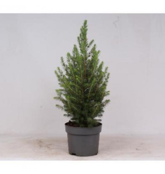 Picea glauca Conica C2 Lit. 40-60 cm MODRI LONEC