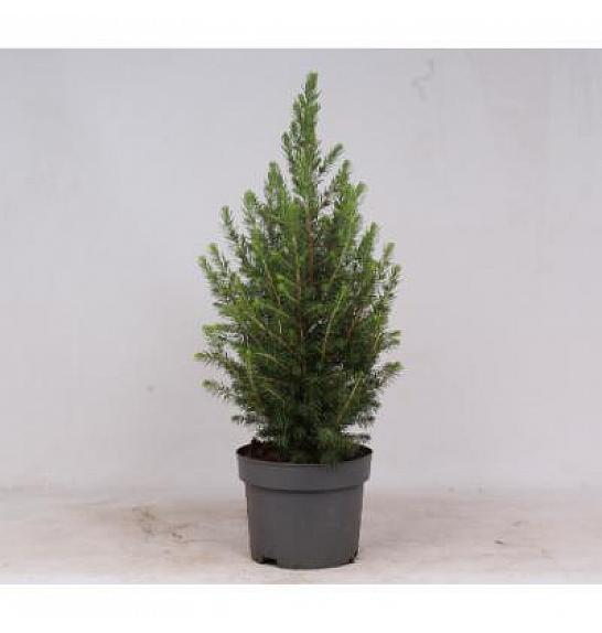 Picea glauca Conica C2 Lit. 40-60 cm