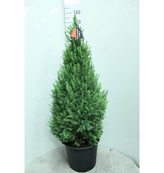 Picea glauca Conica C15 Lit. 130-140 cm