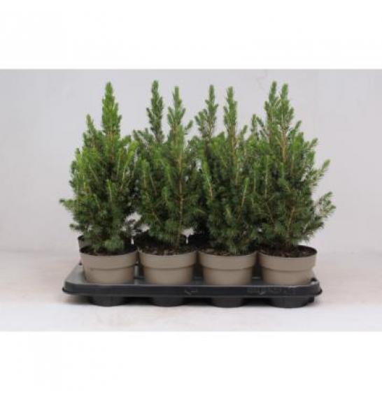 Picea glauca Conica C1 Lit. 20-30 cm