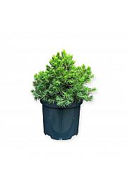 Picea abies Tompa C2,5 Lit. 15-20 cm