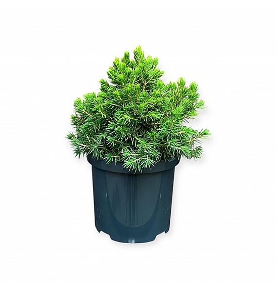 Picea abies Tompa C2,5 Lit. 15-20 cm