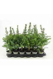 Picea abies Nidiformis Ø9