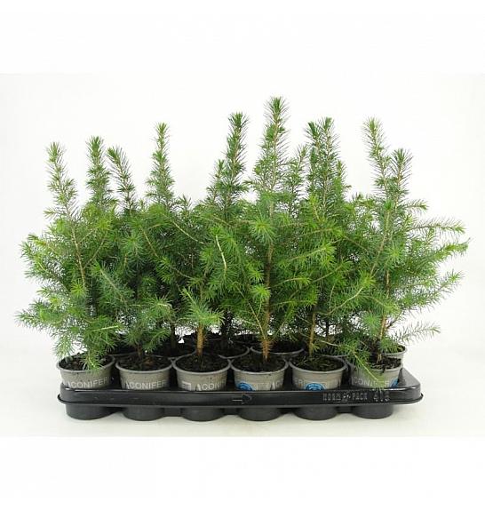 Picea abies Nidiformis Ø9