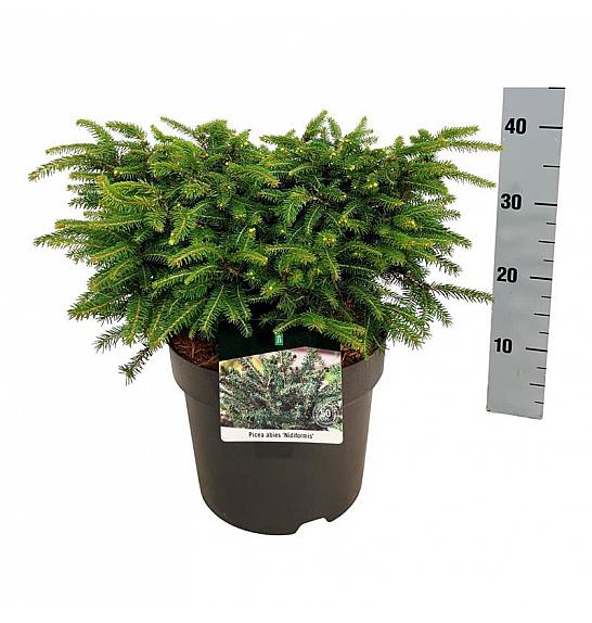 Picea abies Nidiformis C7,5 Lit. 30-40 cm