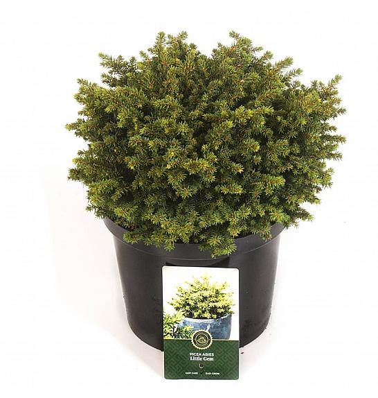 Picea abies Little Gem C5 Lit. 25-30 cm