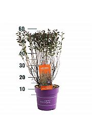 Physocarpus op. Little Devil® C3 Lit. 40/+ cm