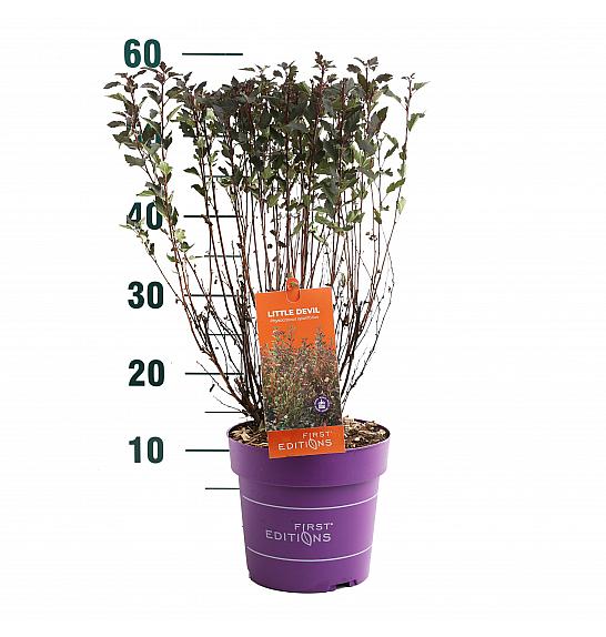 Physocarpus op. Little Devil® C3 Lit. 40/+ cm