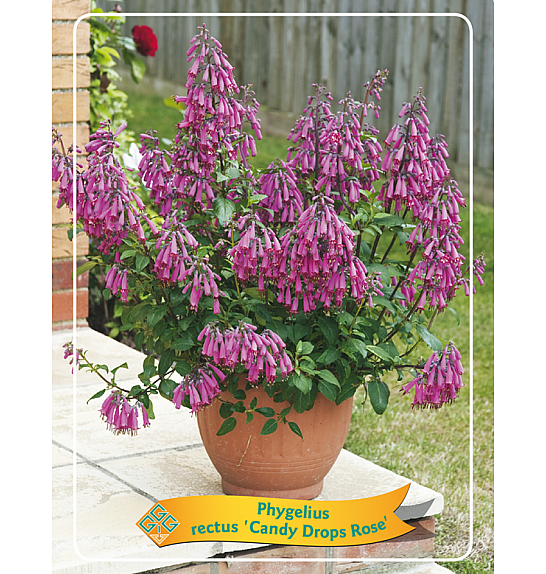 Phygelius rectus Candy Drops Rose Ø11