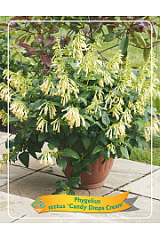 Phygelius rectus Candy Drops Cream Ø11