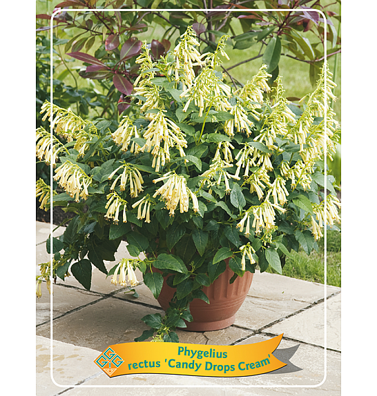 Phygelius rectus Candy Drops Cream Ø11