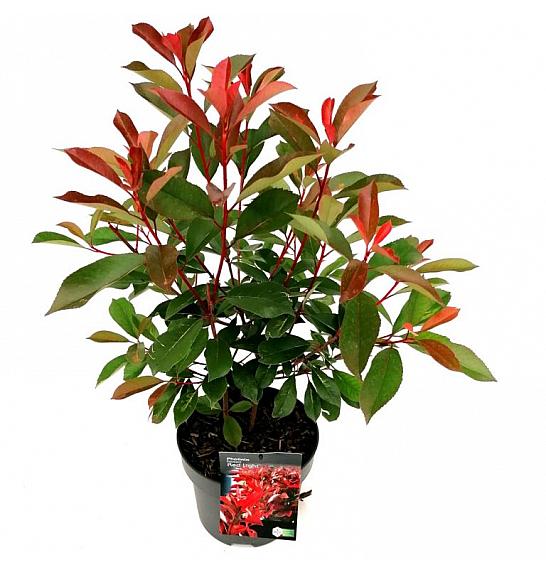 Photinia fraseri Red Robin C5 Lit. 50-70 cm