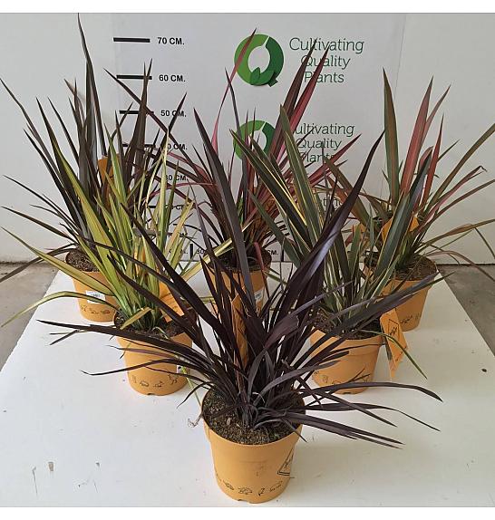 Phormium Mix Downunder Dreams Ø18