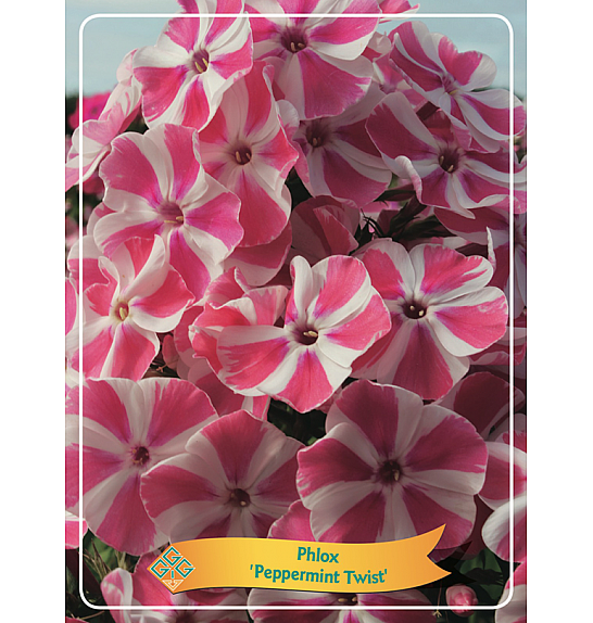 Phlox Peppermint Twist Ø11