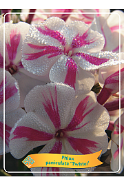 Phlox paniculata Twister Ø11