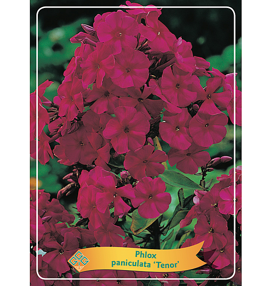 Phlox paniculata Tenor Ø11