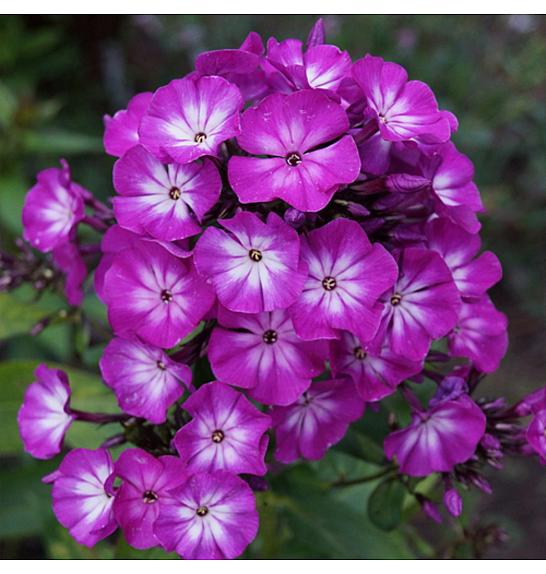Phlox paniculata Tatjana Ø11