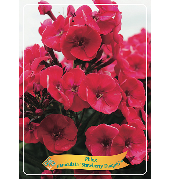 Phlox paniculata Strawberry Daiquiri ® Ø11