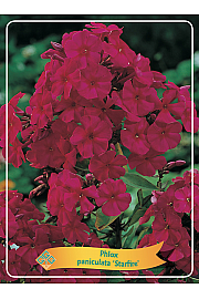 Phlox paniculata Starfire Ø11