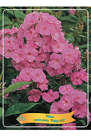 Phlox paniculata Pinky Hill Ø11
