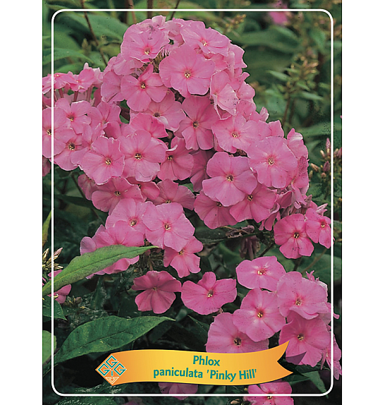 Phlox paniculata Pinky Hill Ø11