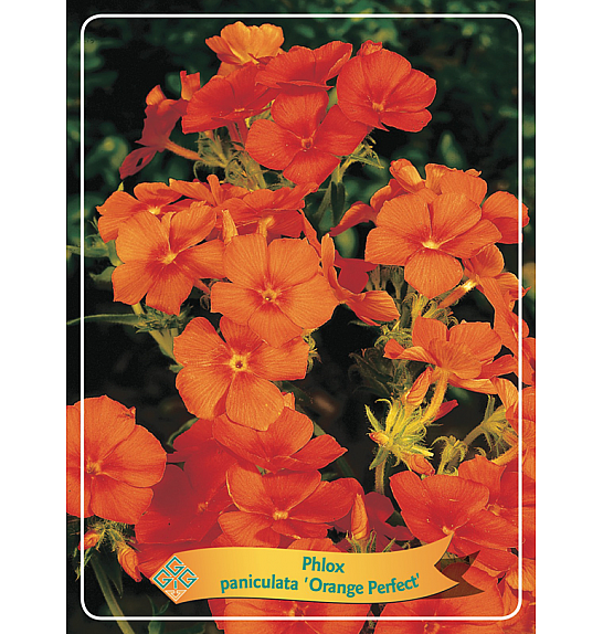 Phlox paniculata Orange Perfect Ø11