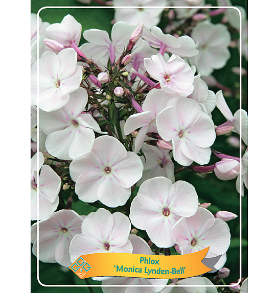Phlox paniculata Monica Lynden-Bell Ø11