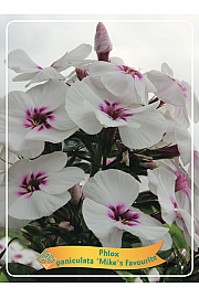 Phlox paniculata Mikes Favourite Ø11