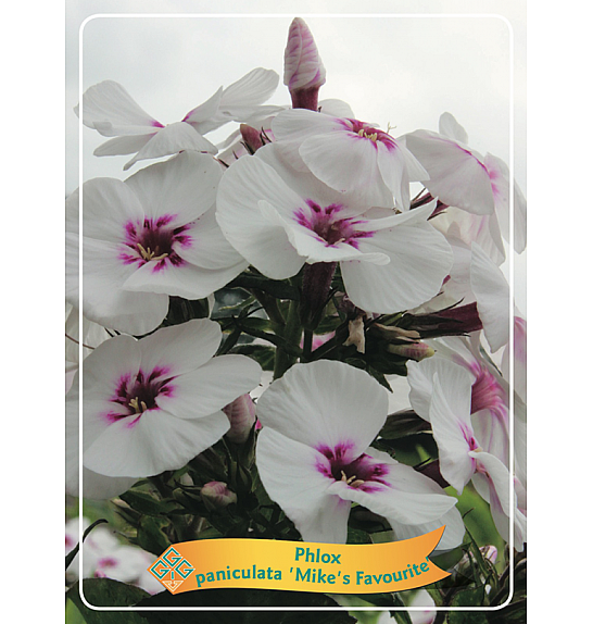 Phlox paniculata Mikes Favourite Ø11