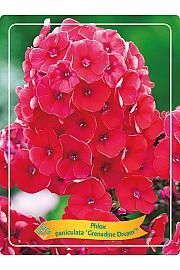 Phlox paniculata Grenadine Dream Ø11