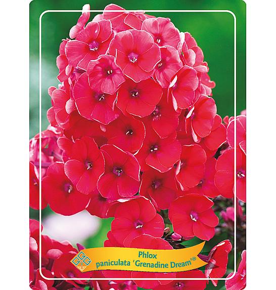 Phlox paniculata Grenadine Dream Ø11