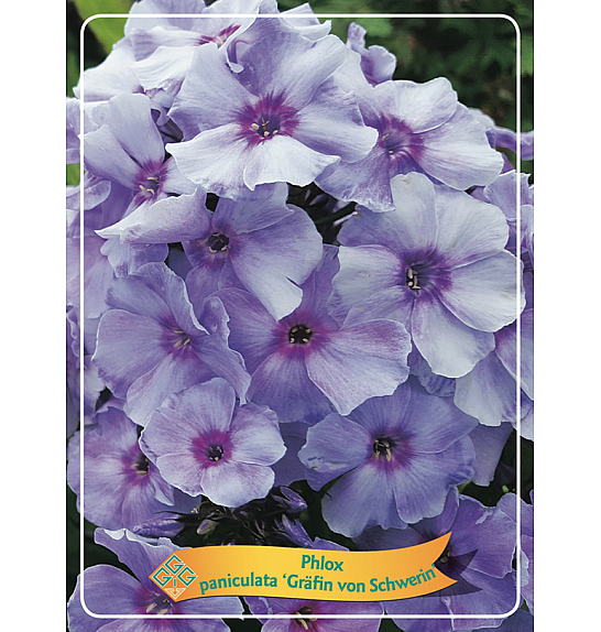 Phlox paniculata Gräfin von Schwerin Ø11