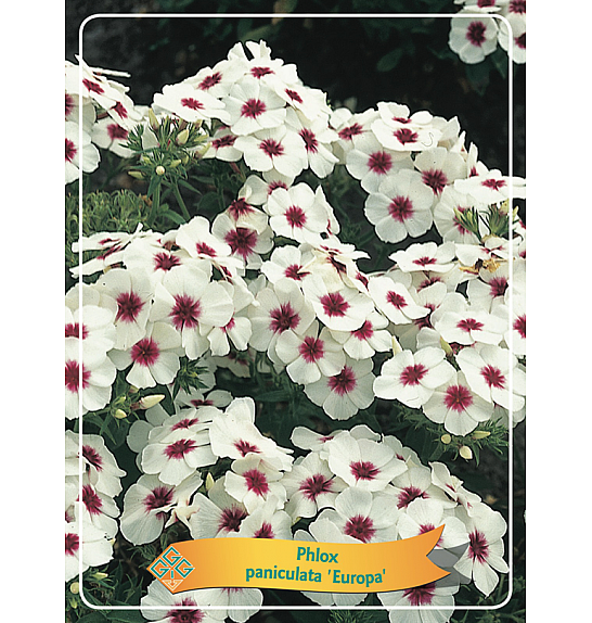 Phlox paniculata Europa Ø11